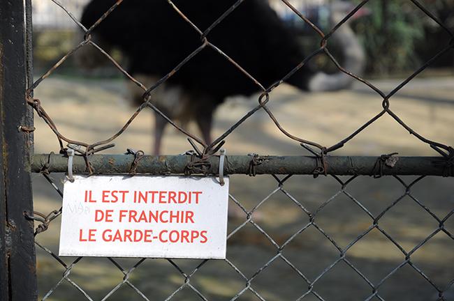 Animals in the city interdit