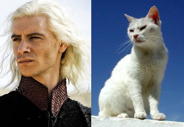 Cats-As-Game-Of-Thrones-Characters13