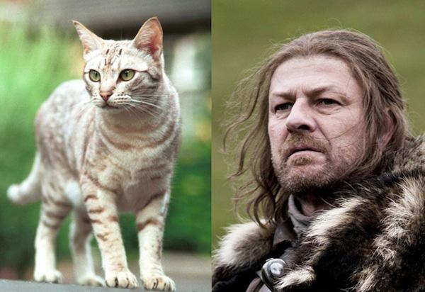 Cats-As-Game-Of-Thrones-Characters001