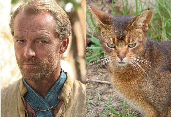 Cats-As-Game-Of-Thrones-Characters14