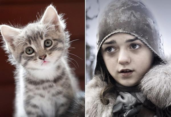 Cats-As-Game-Of-Thrones-Characters7