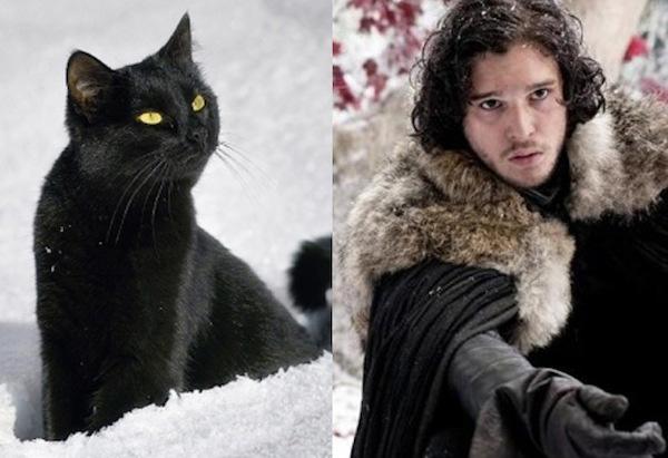 Cats-As-Game-Of-Thrones-Characters9