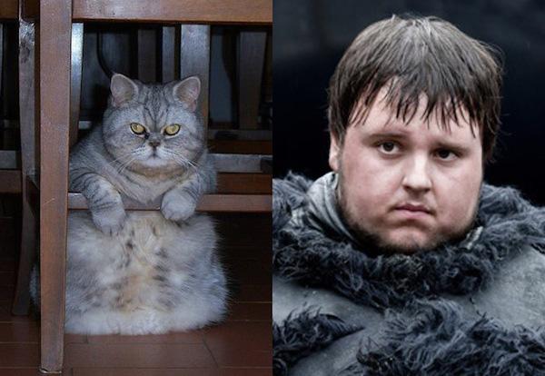 Cats-As-Game-Of-Thrones-Characters11