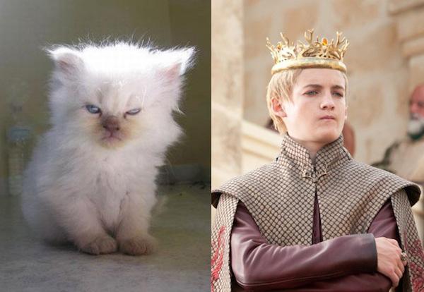 Cats-As-Game-Of-Thrones-Characters00