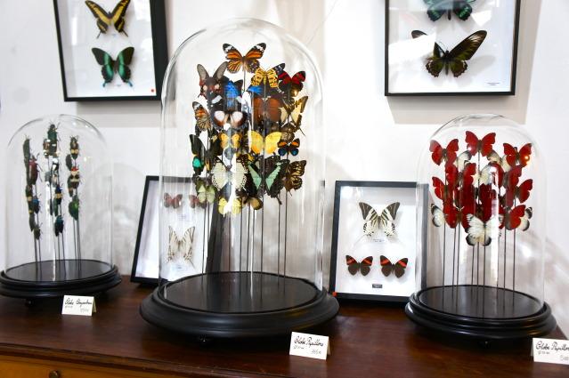 Cabinet de curiosité Image and video hosting by TinyPic