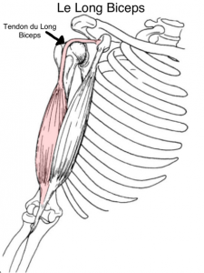 Les douleurs de l’épaule et le biceps