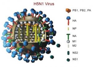 H5N1: Un vaccin à base de virus génétiquement modifié, efficace sur le furet – Journal of Virology