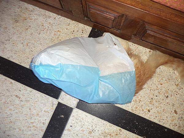 Sortie des orphelins à Crazy Parc DSC01523.JPG