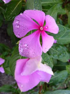 Crème d'Aubergine au Lait Fermenté Crème d'Aubergine au Lait Fermenté