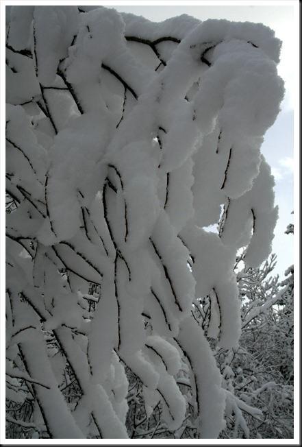 bottières janv09 021 bottières janv09 021