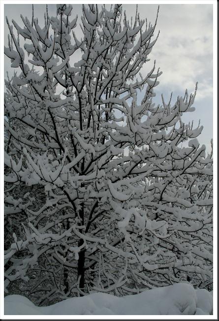 bottières janv09 004 bottières janv09 004