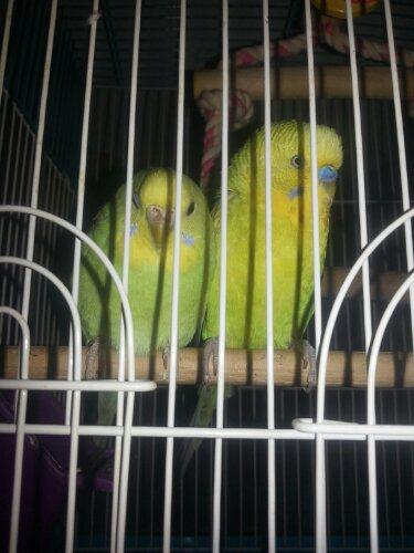 20130319_072739.jpg image