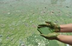 algues vertes, cour administrative d'appel de nantes