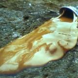Robert Smithson – Earth Works Robert Smithson Glue Pour
