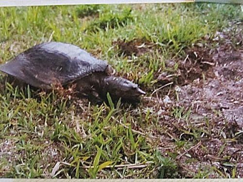 La Floride - Kay West Kay-West 0343