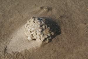 Clignements oculaires, plages et chemins à nouveau plage...