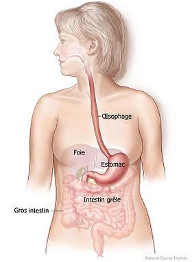 Anatomie de l'estomac