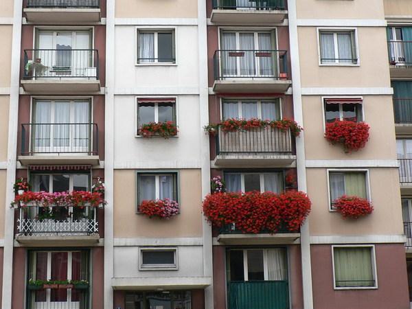 Bulbes de printemps : que planter sur son balcon ?