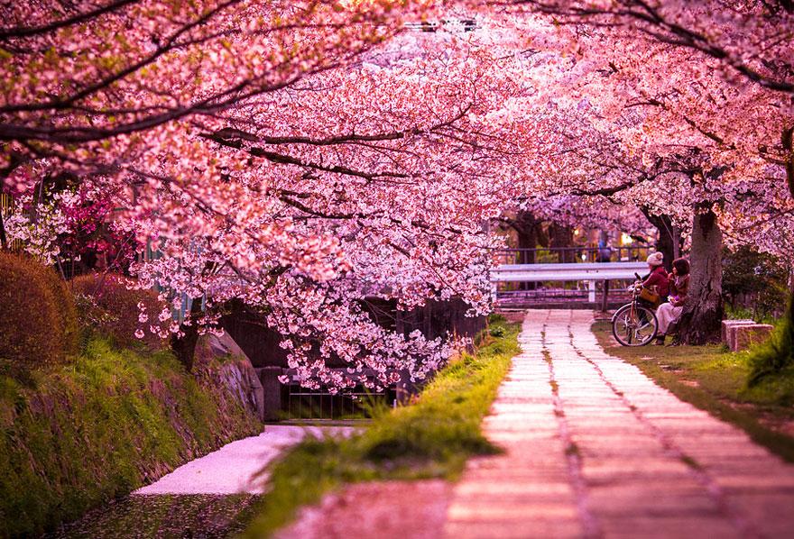 floraison-sakura-arbres-4
