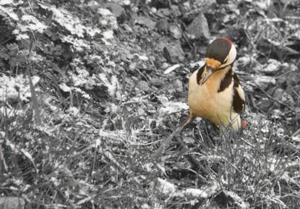 Pic épeiche ! pic épeiche