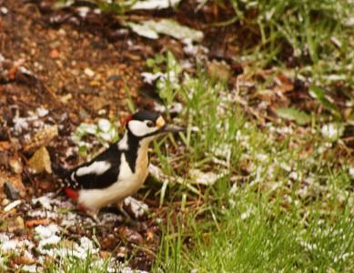 Pic épeiche ! pic épeiche