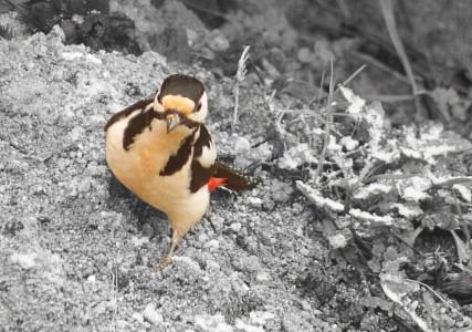 Pic épeiche ! pic épeiche