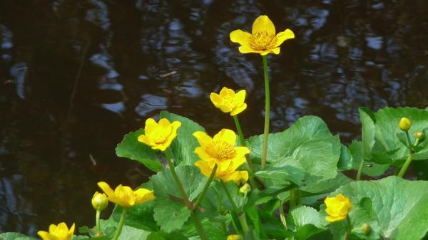 Le populage des marais populage P1350714