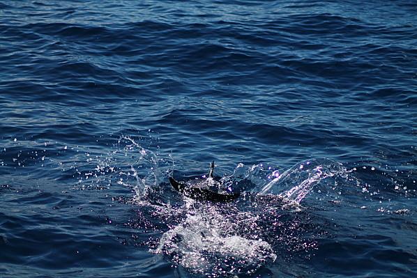 Sortie avec Evasion tropicale à Bouillante Guadeloupe baleine-0294.JPG