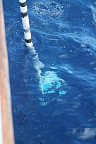 Sortie avec Evasion tropicale à Bouillante Guadeloupe baleine-0264.JPG