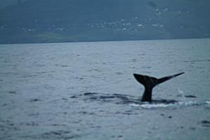 Sortie avec Evasion tropicale à Bouillante Guadeloupe baleine 0352