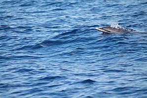 Sortie avec Evasion tropicale à Bouillante Guadeloupe baleine-0133.JPG