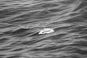 Sortie avec Evasion tropicale à Bouillante Guadeloupe baleine-0274.JPG