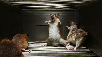 Hiérarchie chez les rats (extrait de Nous les Dieux de Bernard Werber-2004)