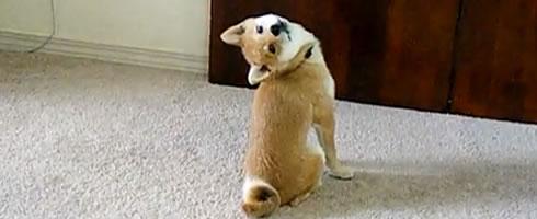 Shiba Inu, un chien pas comme les autres shiba-inu