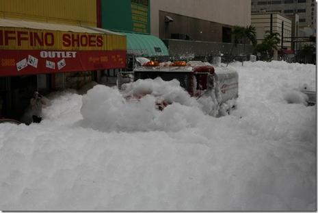 Invasion de mousse à Miami
