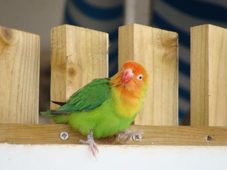 Inséparable inseparable.jpg