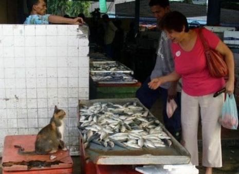 C’est l’histoire de 3 chats C’est l’histoire de 3 chats
