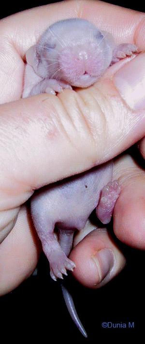 Rats: sexe, haine, grossesse et bébés Raton de 7 jours