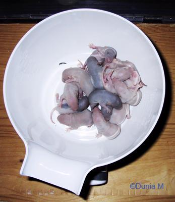 Rats: sexe, haine, grossesse et bébés Ratons de 7 jours