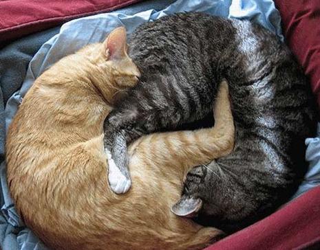 photo yin yang chat  humour insolite