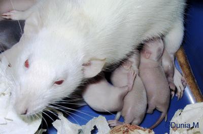 Rats: sexe, haine, grossesse et bébés Rate allaitant des bébés de 9 jours