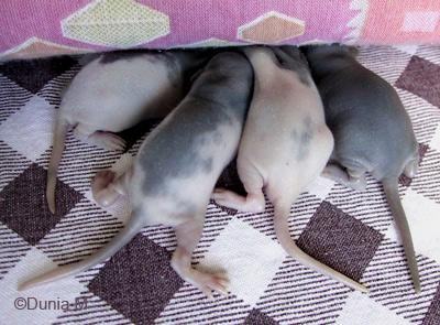 Rats: sexe, haine, grossesse et bébés Ratons de 9 jours