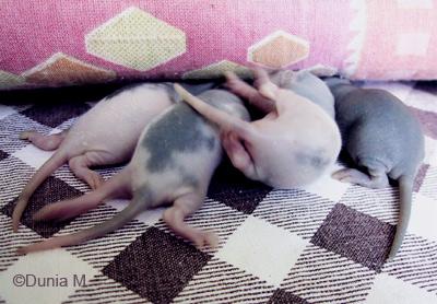 Rats: sexe, haine, grossesse et bébés 4 ratons de 9 jours