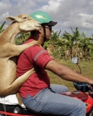 Civilité et incivilités Tumbl-heure-Moutons-On-The-Road-w670-h372