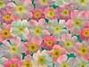 Flowers - Anemones