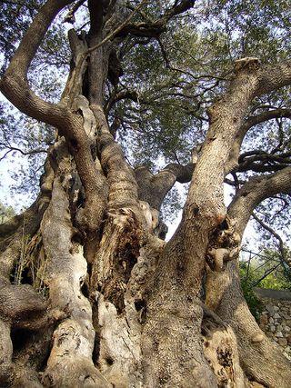 Olivier-2000ans Olivier-2000ans