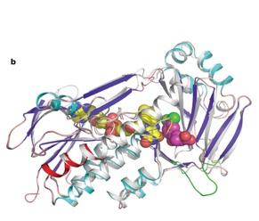 ALZHEIMER, PARKINSON: Décryptage majeur d'une enzyme responsable et de son inhibiteur – Nature