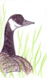 oiseau canard environnement foret oiseau canard environnement foret