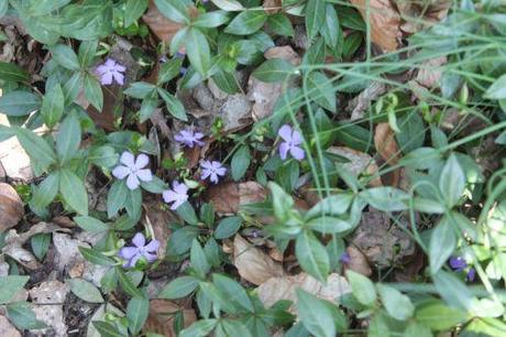 vinca 1 veneux 7 avril 2013 004.jpg