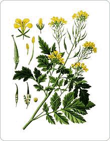 Plantez-Antiparasites - 1 moutarde_hm-1.gif